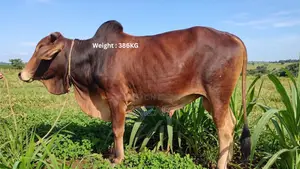 “শাহীওয়াল জাত এর ষাঁড় এর গরু বিক্রয়”
