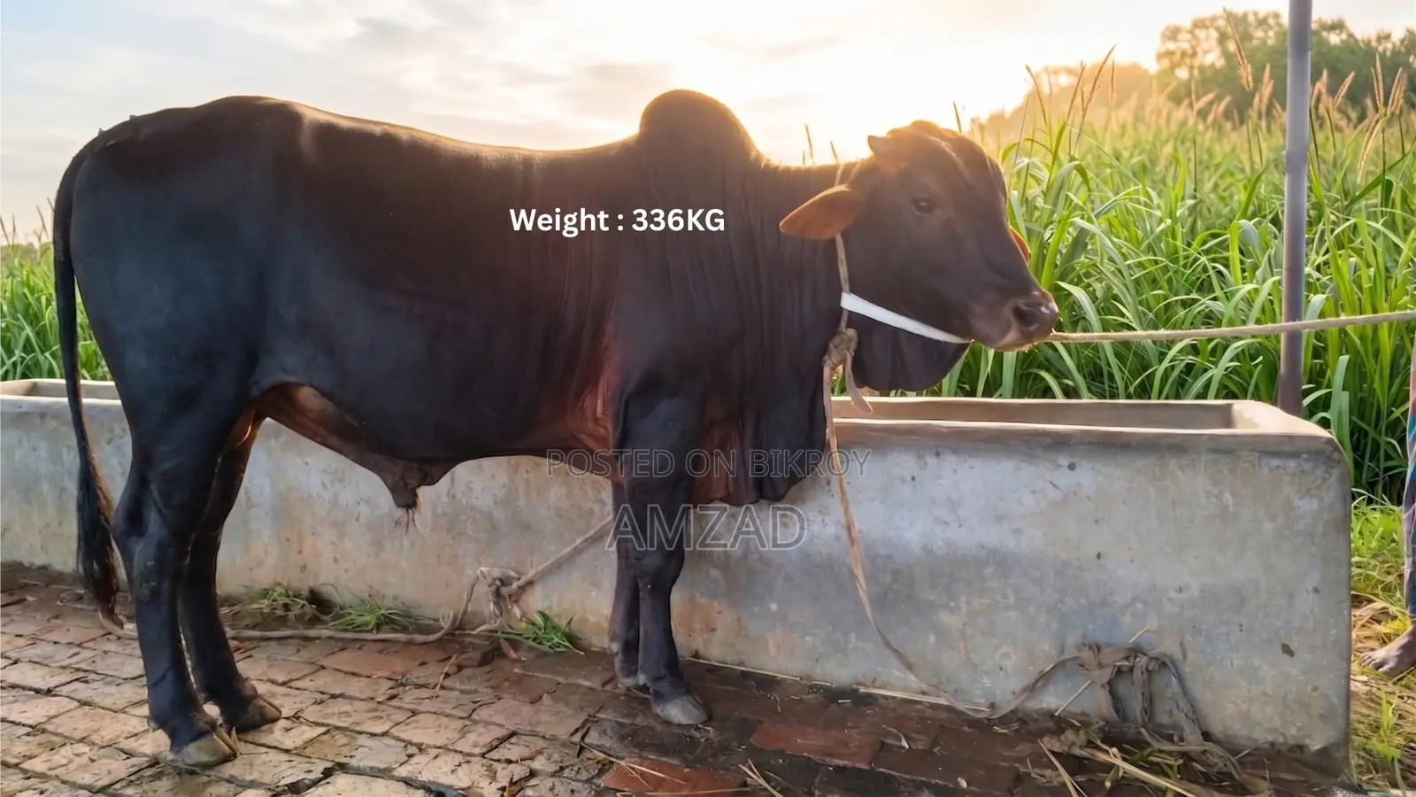 “শাহীওয়াল জাত এর ষাঁড় এর গরু বিক্রয়”