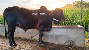 “শাহীওয়াল জাত এর ষাঁড় এর গরু বিক্রয়”