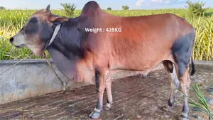 “শাহীওয়াল জাতের ষাঁড় গরু বিক্রয়”