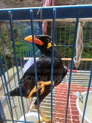 Talking Moyna