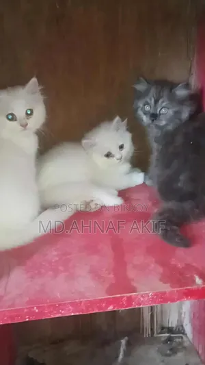 1-3 Months Male Purebred Persian