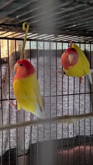 Love Bird Running Pair