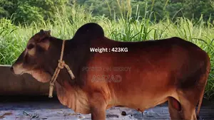 “শাহীওয়াল জাত এর ষাঁড় এর গরু বিক্রয়”