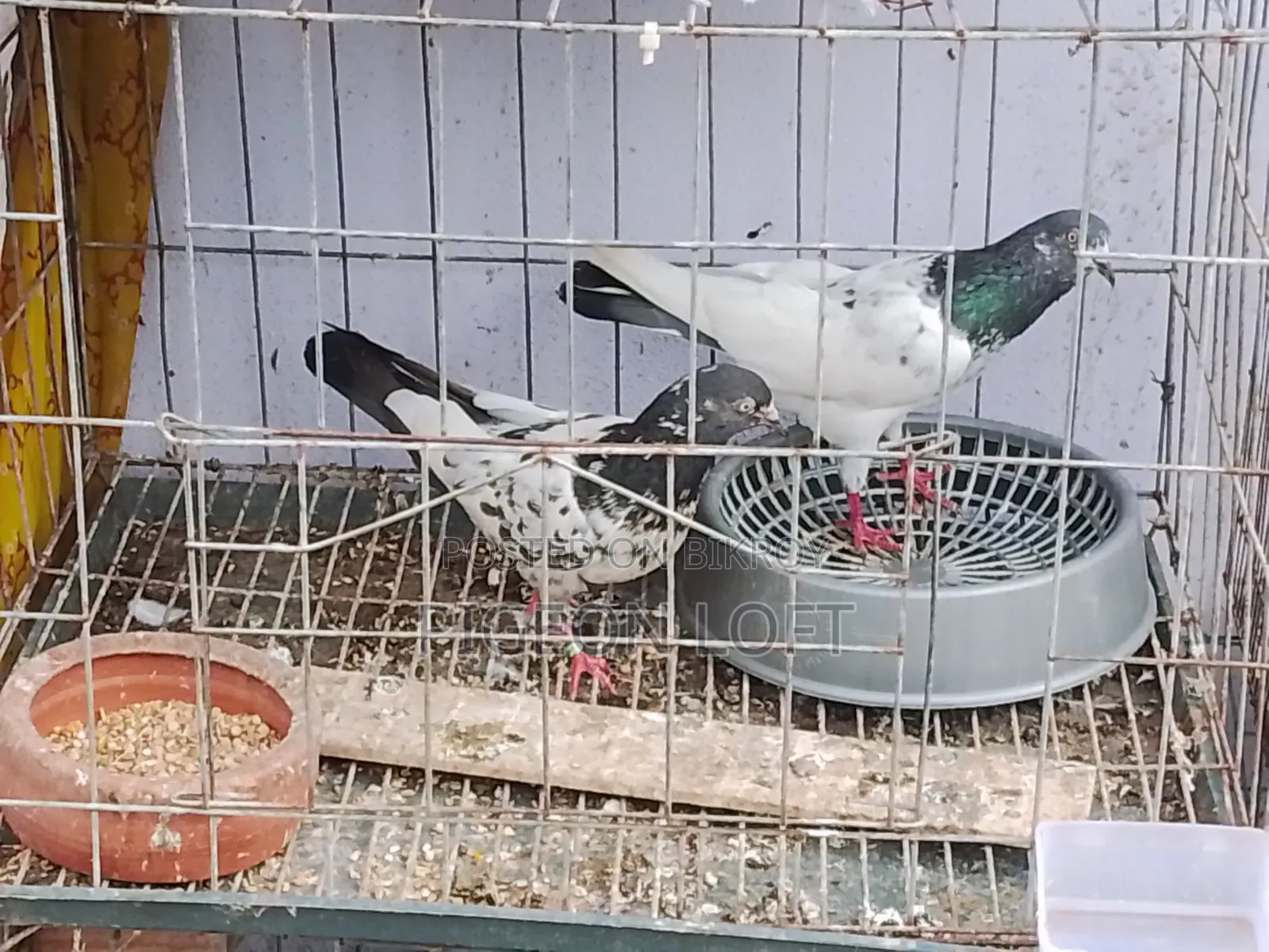 Running Pigeons.