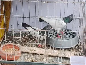 Running Pigeons.
