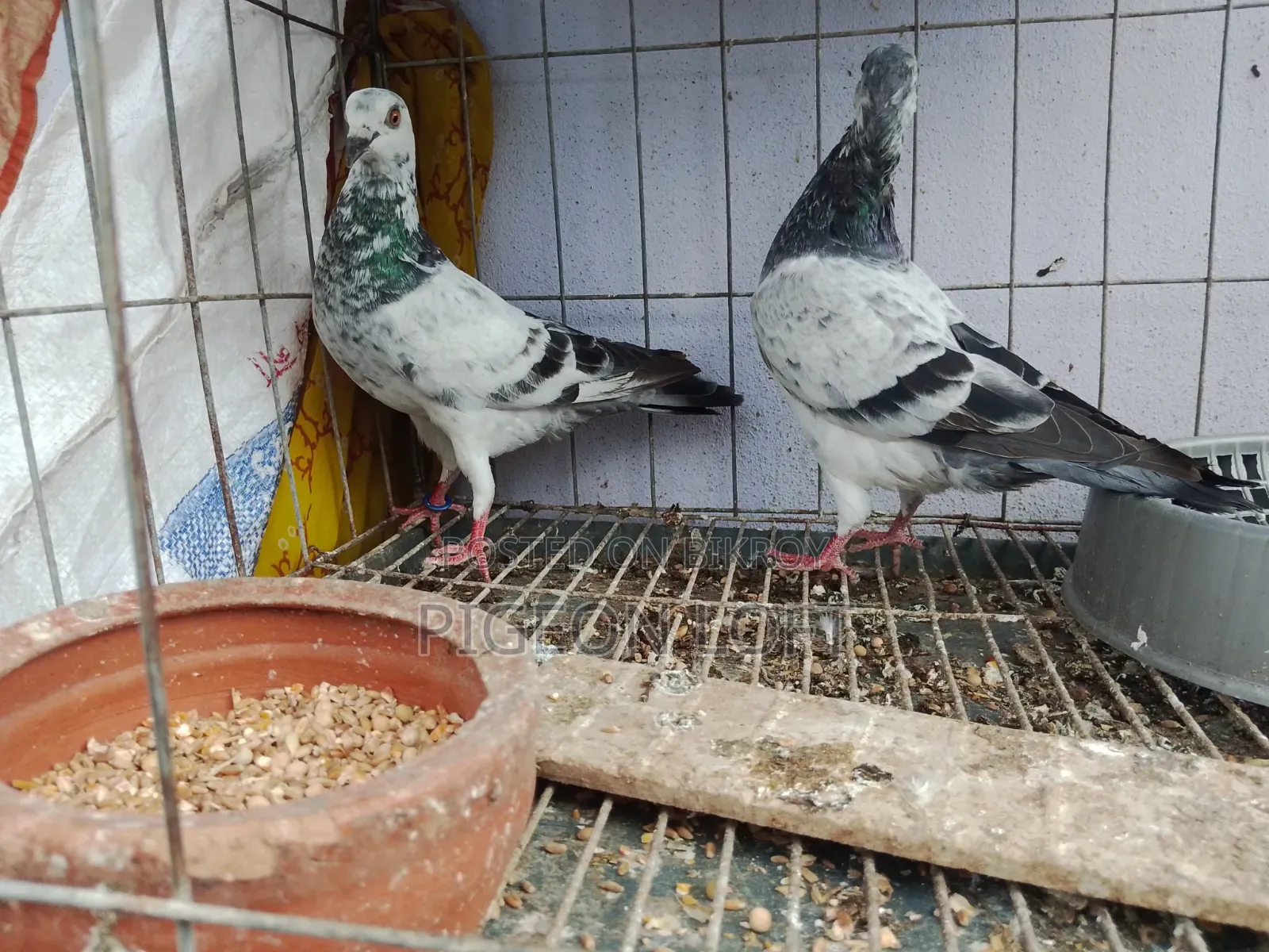 Running Pigeons.