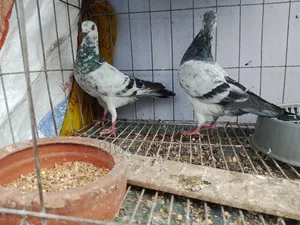 Running Pigeons.