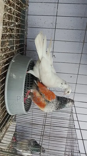 Running Pigeons.
