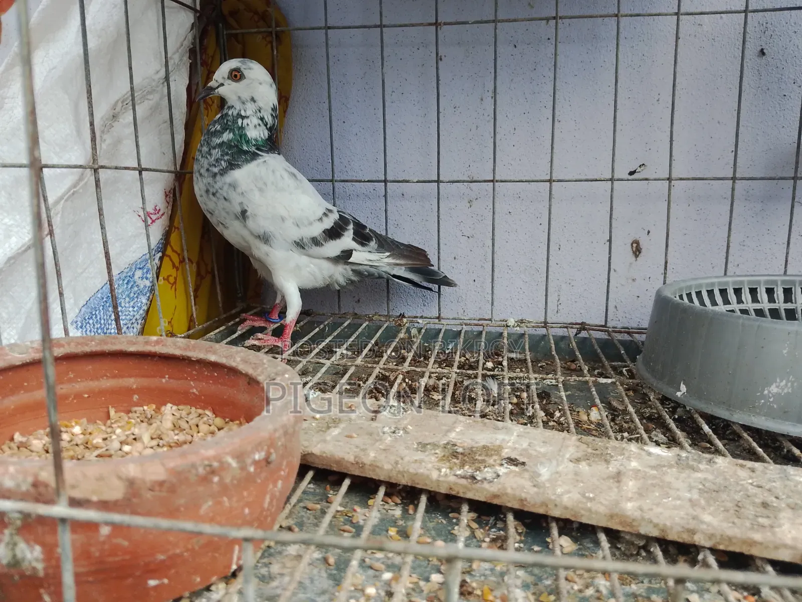 Running Pigeons.