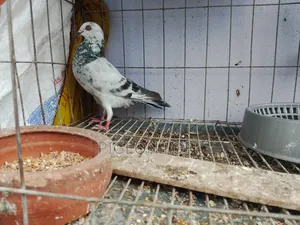 Running Pigeons.