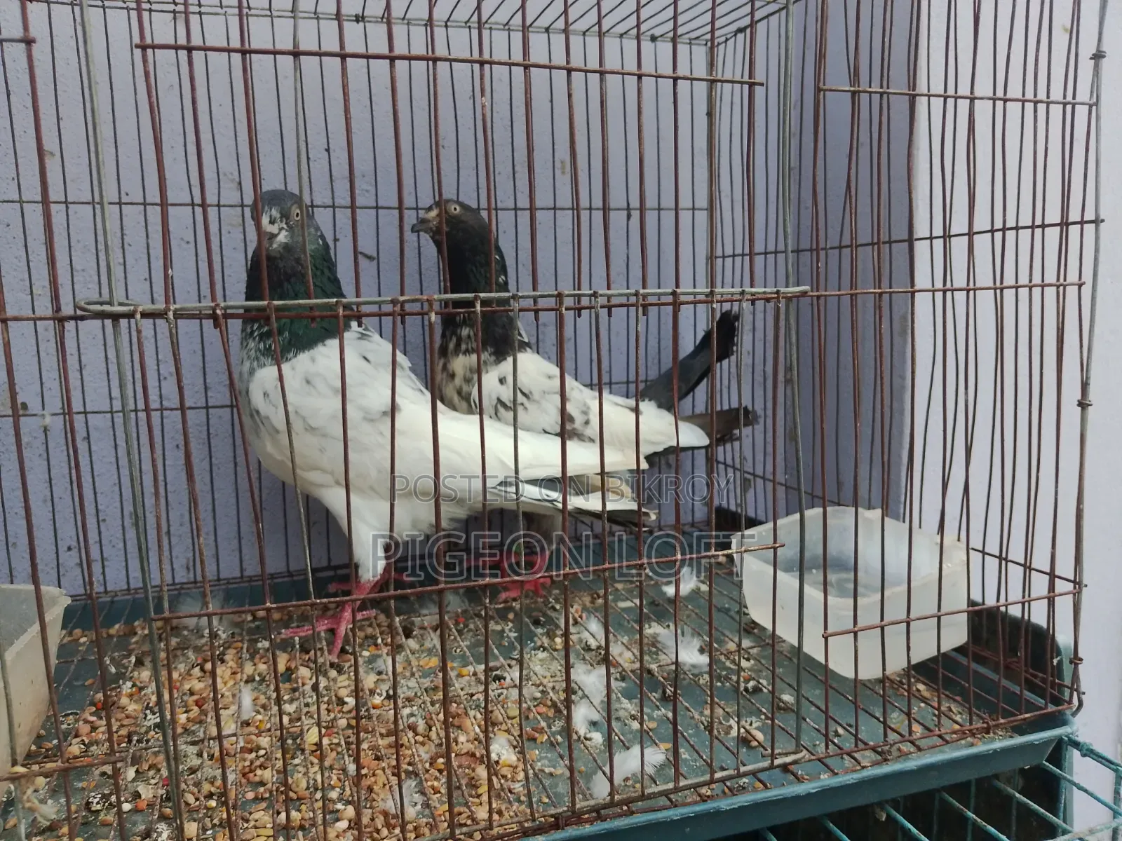 Running Pigeons.