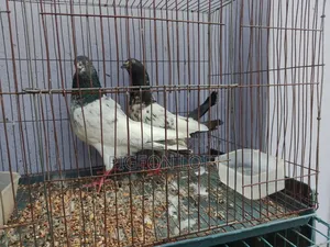 Running Pigeons.