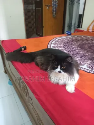 6-12 months Female Purebred Persian