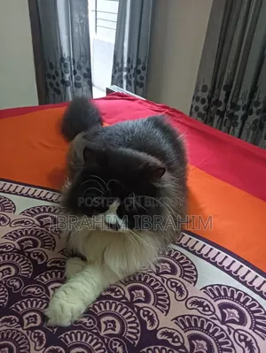 6-12 months Female Purebred Persian