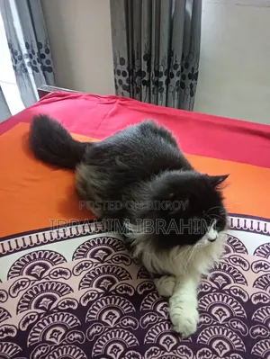 6-12 months Female Purebred Persian