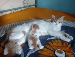 1+ Year Female Purebred Persian Cat