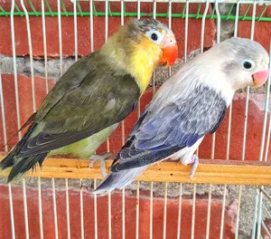 DNA Love Bird Pair