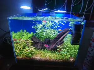 Planted Aquarium
