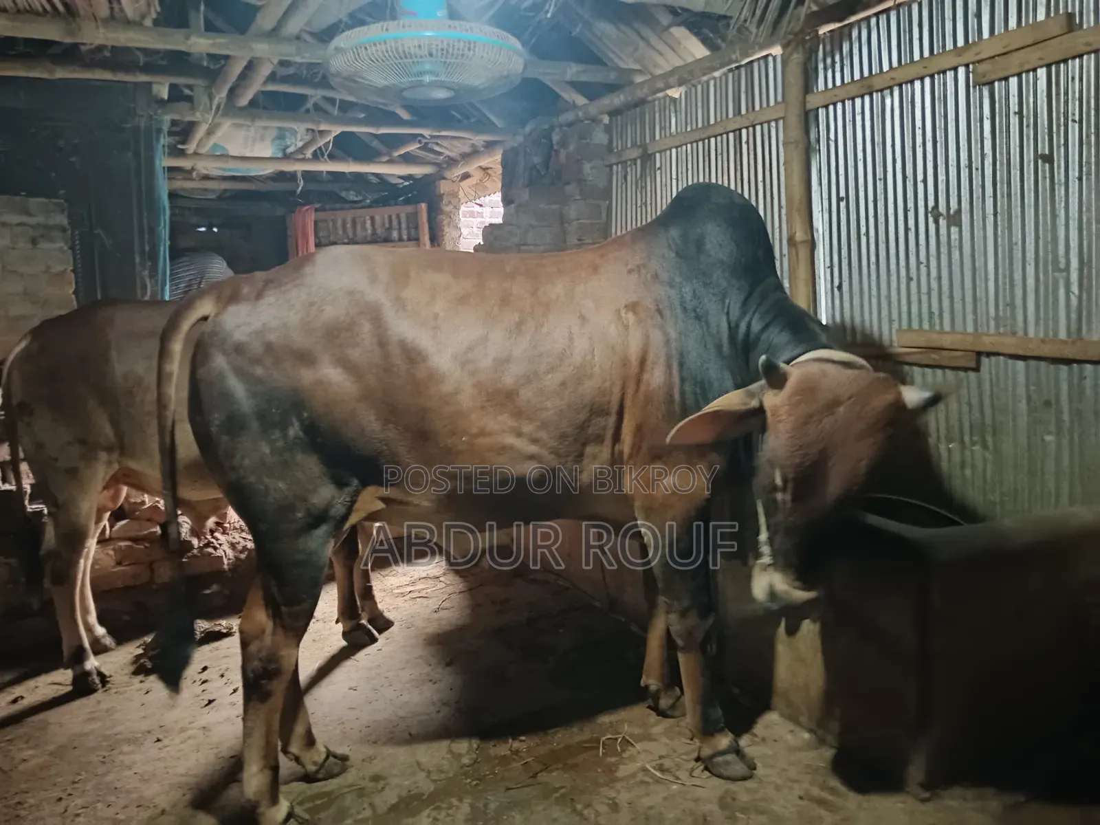 কোরবানির গরু বিক্রি হবে