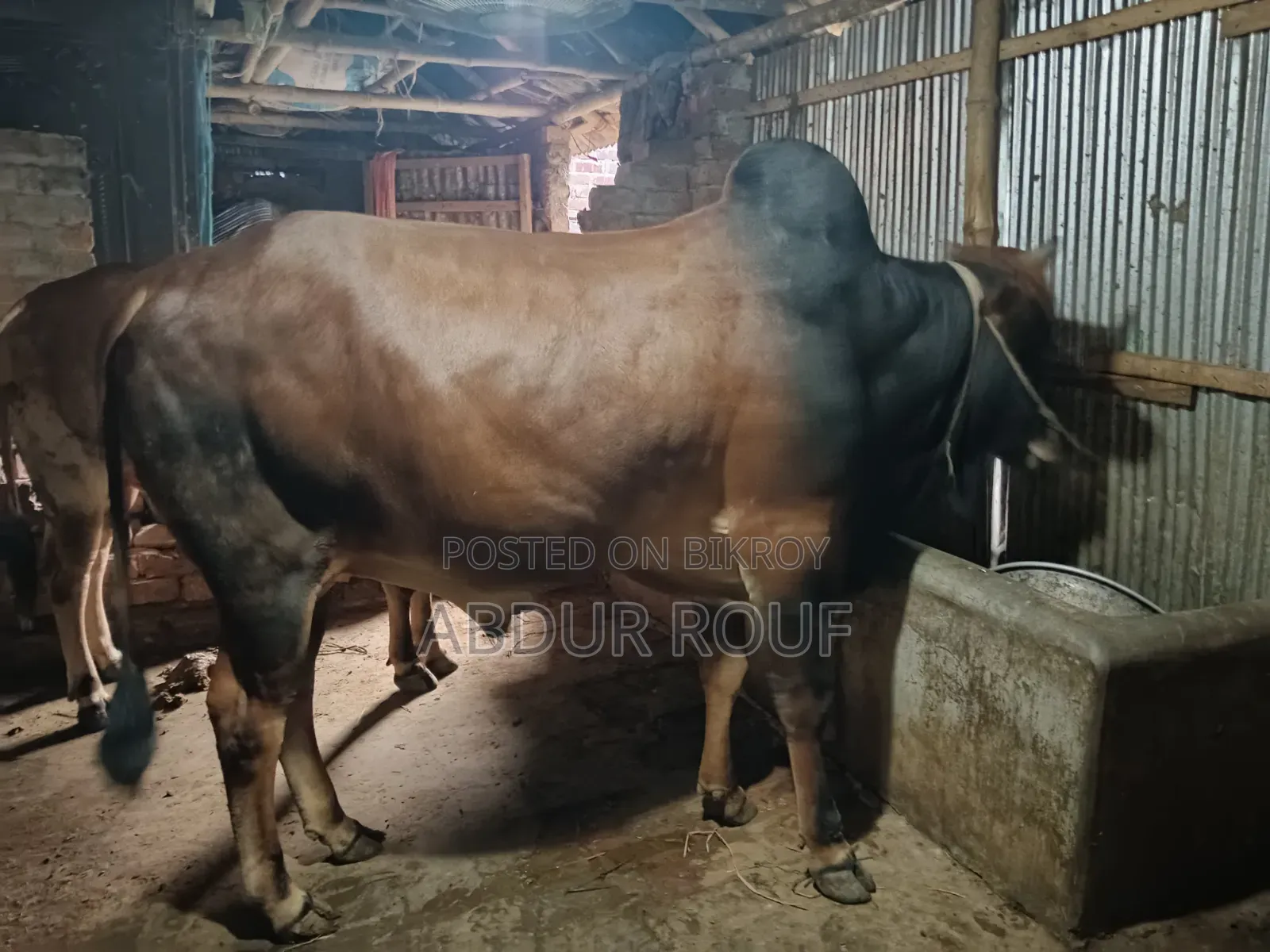 কোরবানির গরু বিক্রি হবে