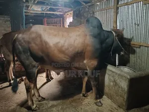 কোরবানির গরু বিক্রি হবে