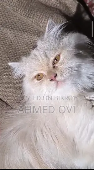 3-6 months Female Purebred Persian