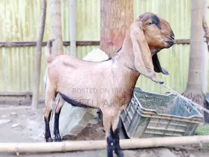 একটি তোতা খাসি