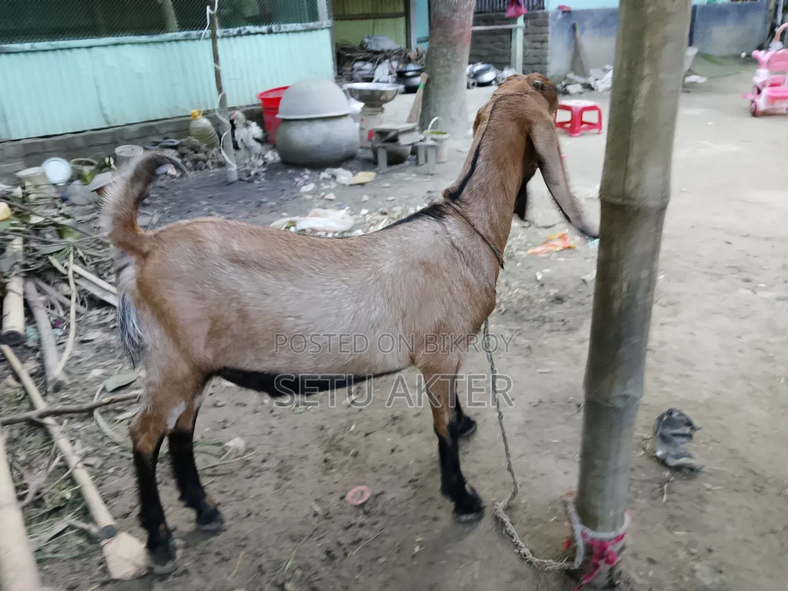 একটি তোতা খাসি