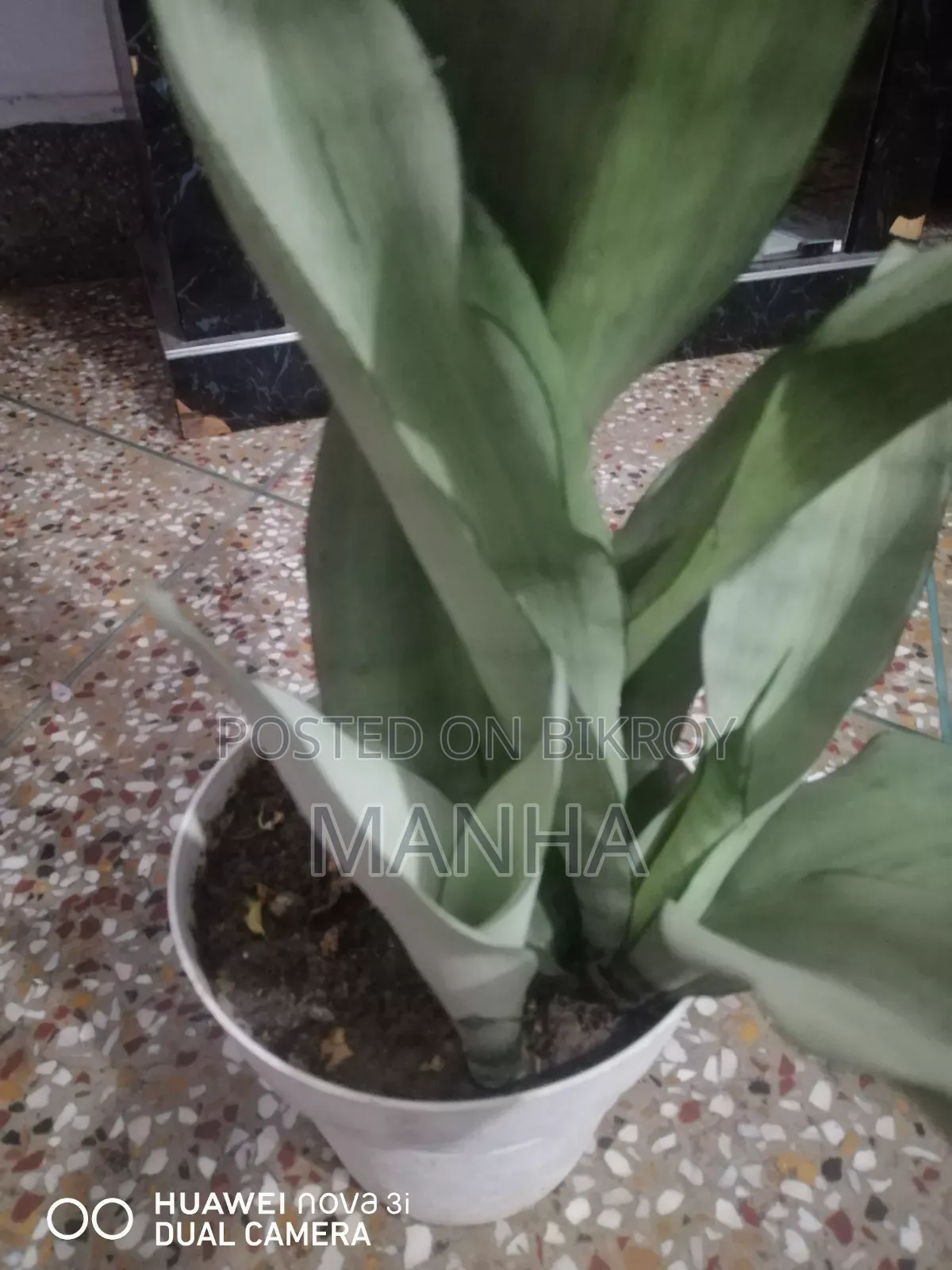 Moon Shine Plant