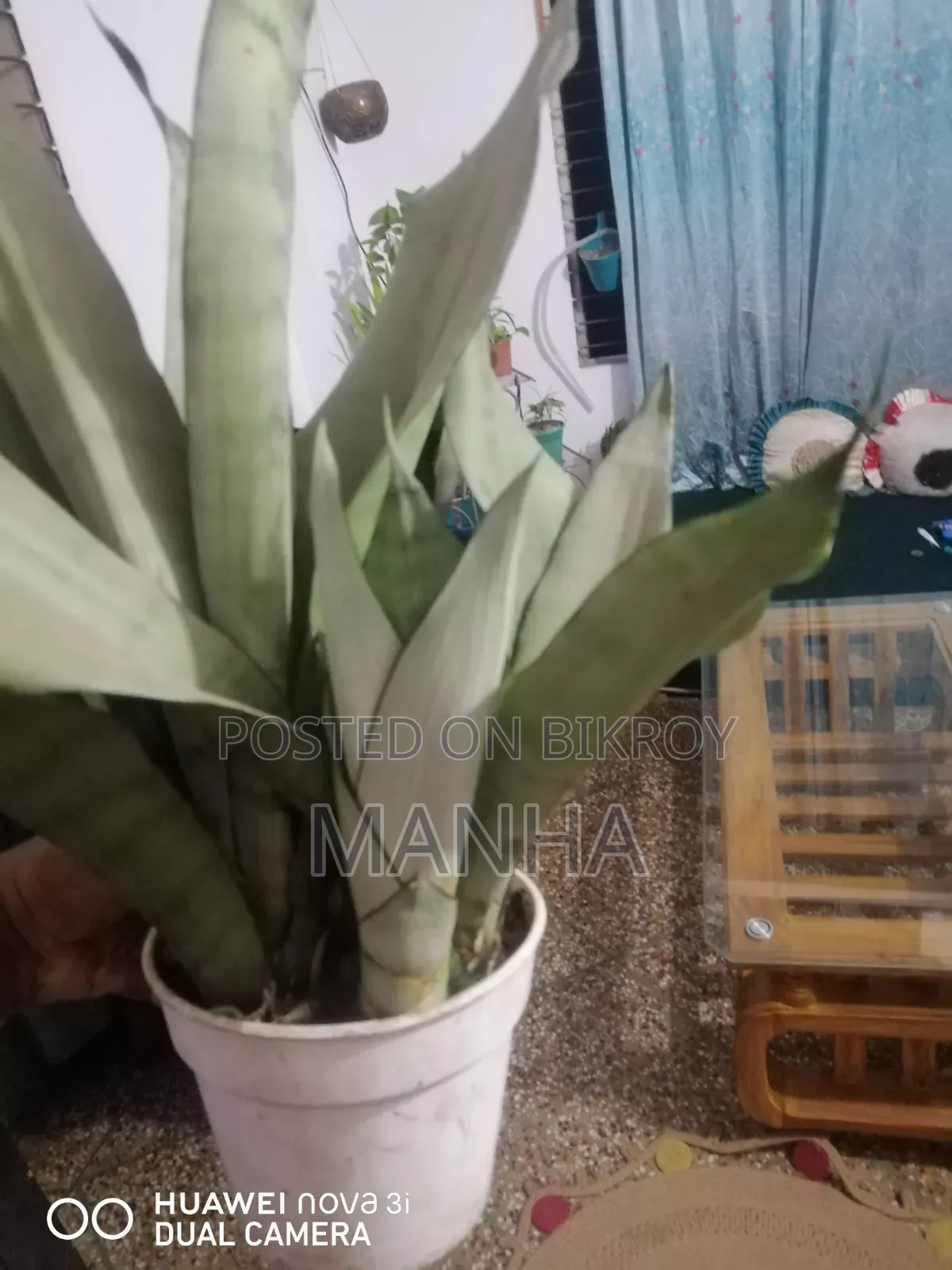Moon Shine Plant