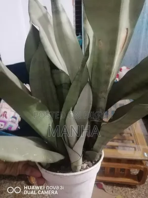 Moon Shine Plant