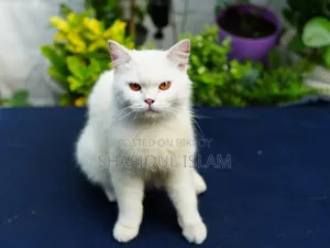 1+ Year Male Purebred Persian