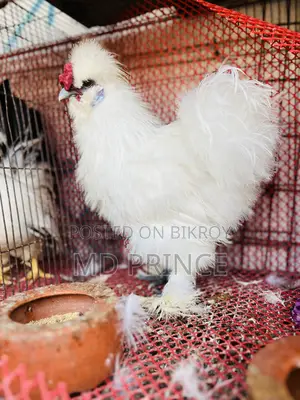 সিল্কি মোরগ
