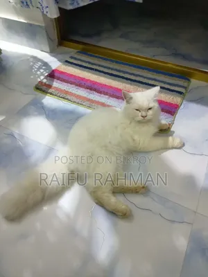 1+ Year Male Purebred Persian