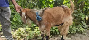গোডাউন +খামার + জমি ঘাস চাষযোগ্য ভাড়া হবে
