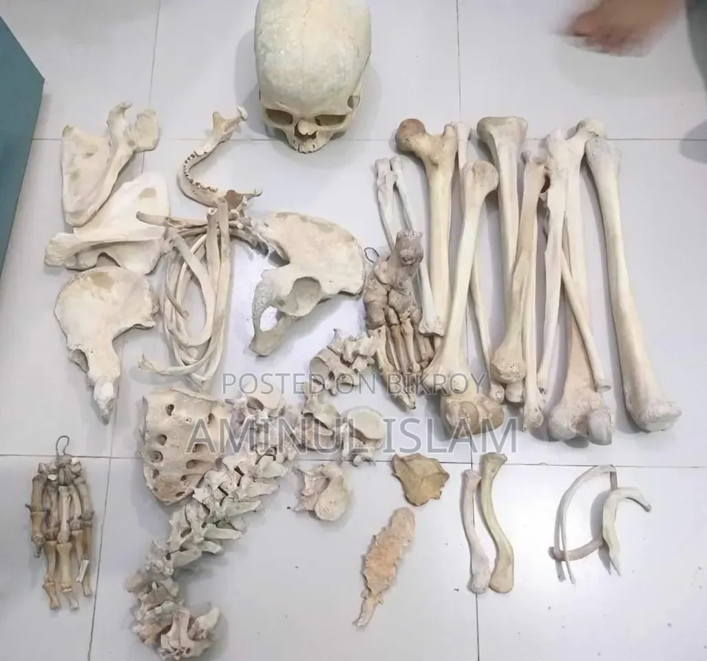 Medical Students Bones