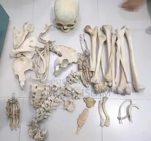 Medical Students Bones