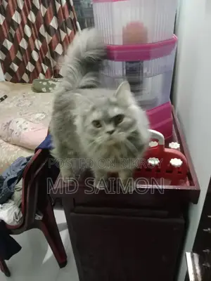 3-6 Months Male Purebred Persian