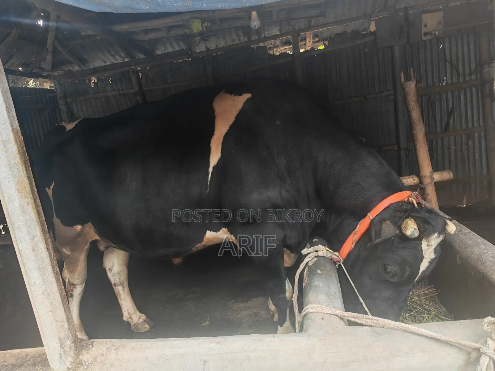কুরবানির গরু