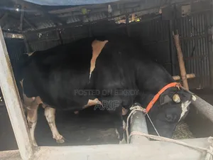 কুরবানির গরু