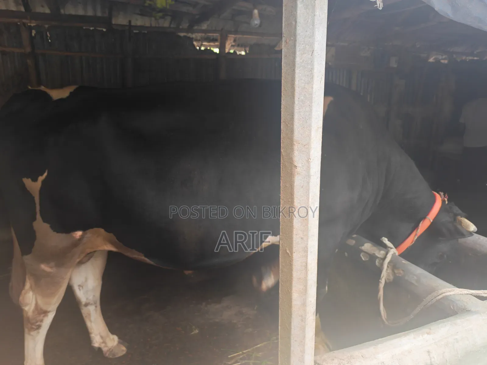 কুরবানির গরু