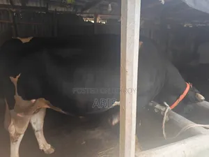 কুরবানির গরু