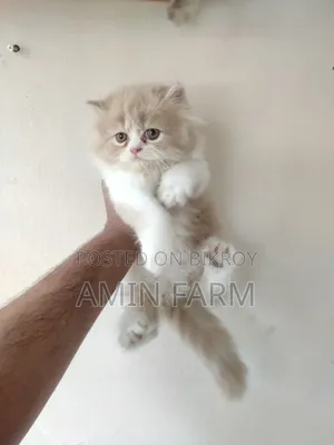 1-3 Months Male Purebred Persian