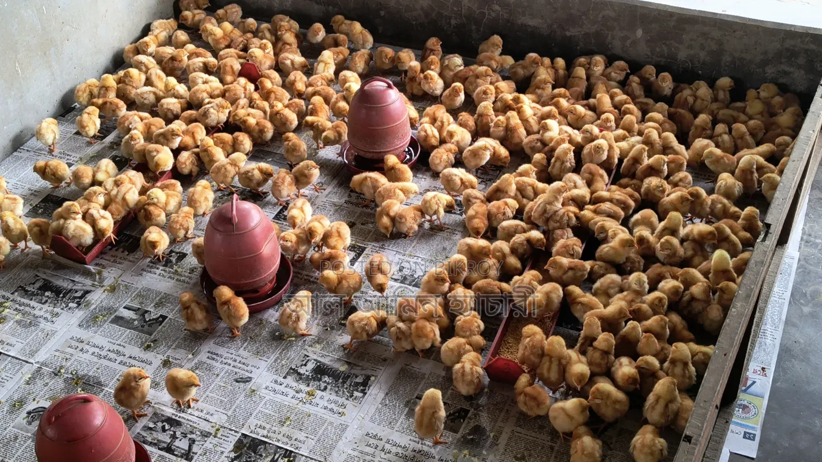 Duck & Chicken Chicks Booking Now Open