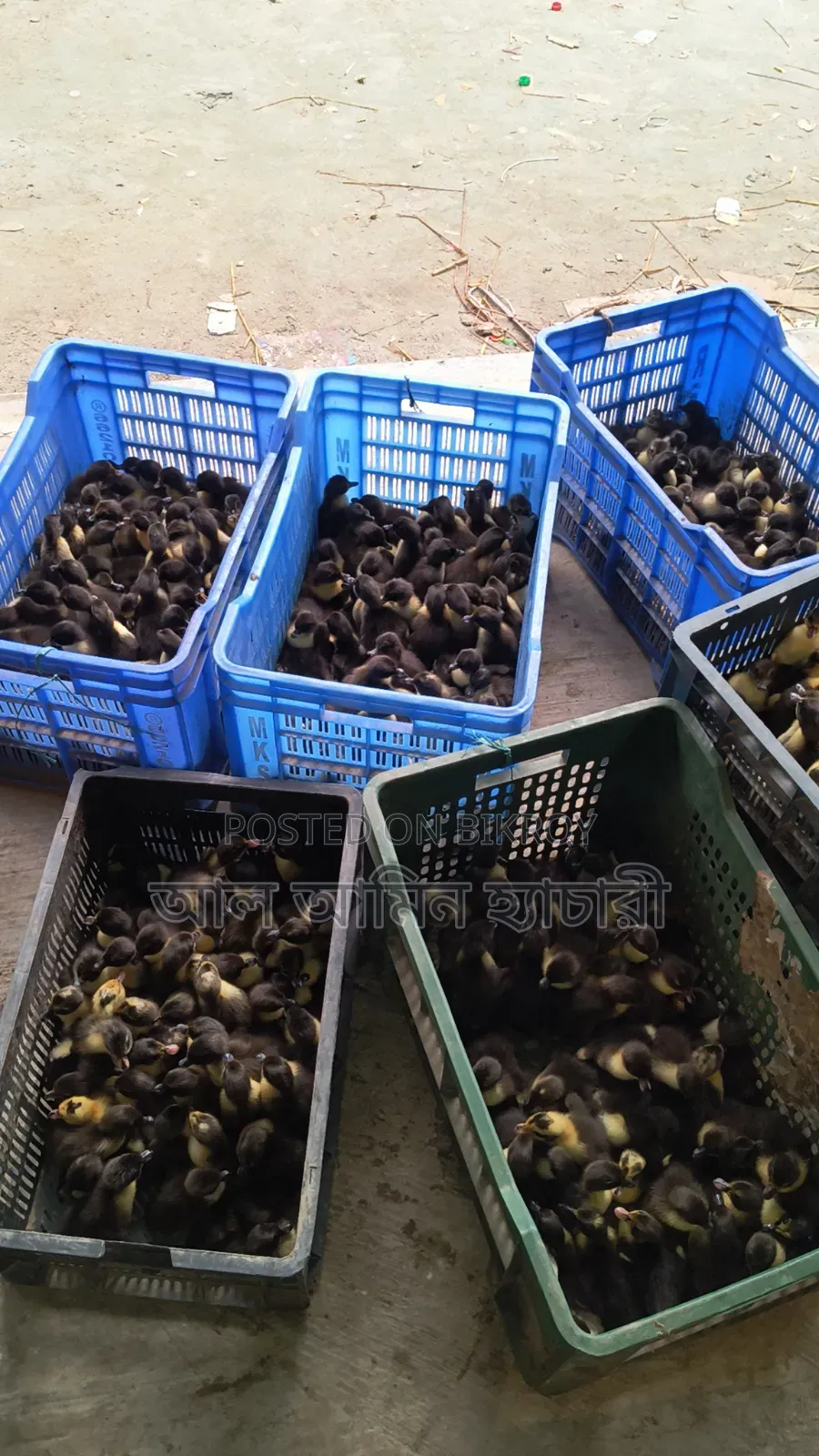 Duck & Chicken Chicks Booking Now Open