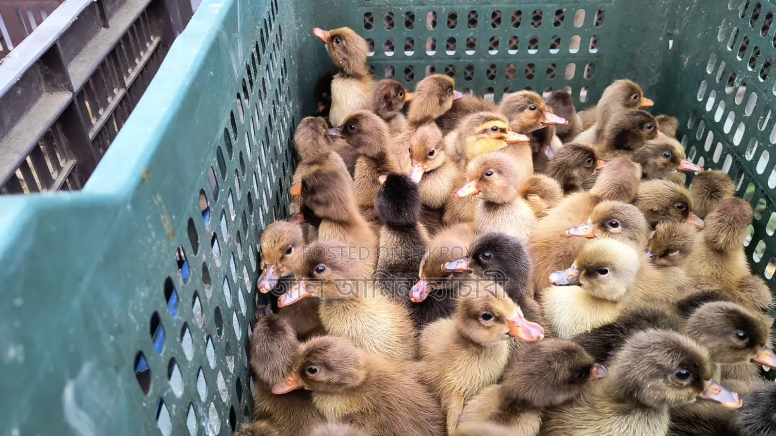 Duck & Chicken Chicks Booking Now Open