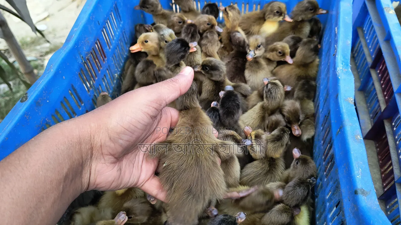 Duck & Chicken Chicks Booking Now Open