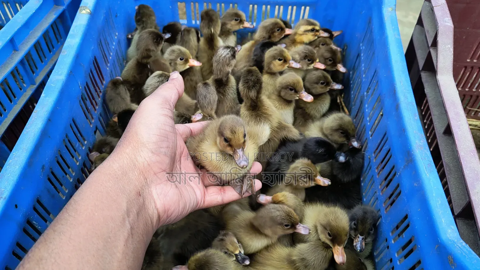 Duck & Chicken Chicks Booking Now Open