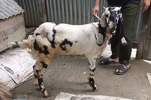খাশি ছাগল বিক্রি হবে ১১ মাস।